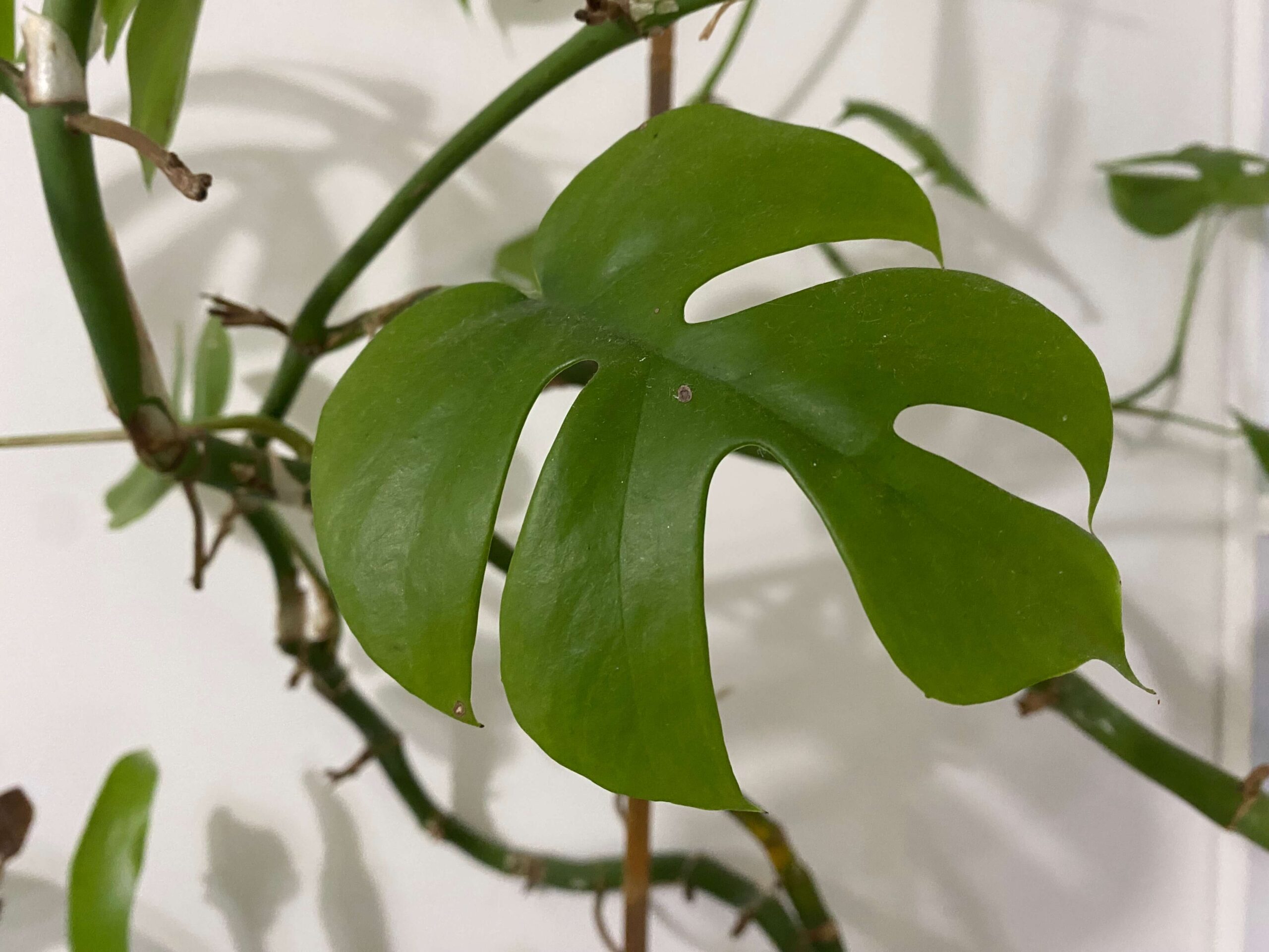new monstera leaf with small brown spot