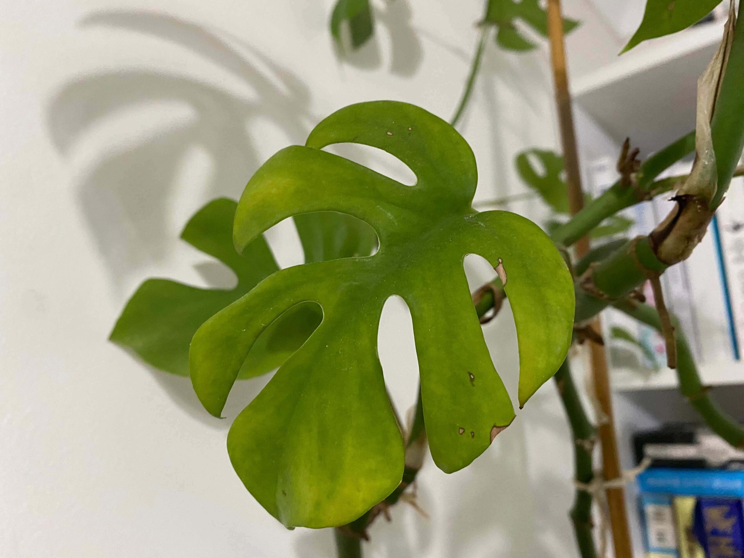a monstera plant with yellowing leaves